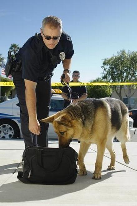 drug-sniffing dog, drug crimes, Illinois Criminal Defense Attorney