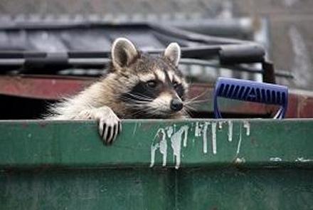 raccoon, BAIID, internet hoax, Chicago criminal defense lawyer